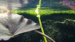 Pflanzen im Aquarium Becken 30918