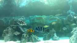 Aquarium Becken 30929