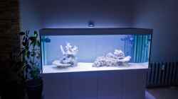 Meerwasseraquarium mit 35 kg totem Gestein