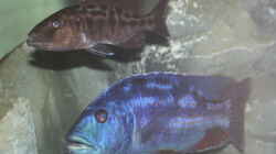 Nimbochromis fusco Paar