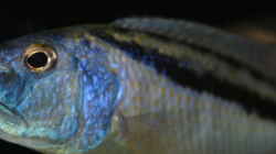 Aristochromis Christyi