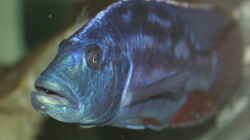 Nimbochromis fusco