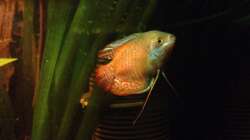 Besatz im Aquarium East meets west (aufgelöst)