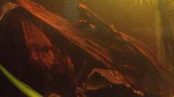 Dekoration im Aquarium East meets west (aufgelöst)