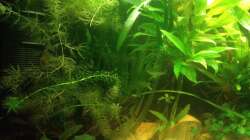 Aquarium East meets west (aufgelöst)