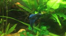 Dekoration im Aquarium East meets west (aufgelöst)