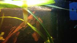 Technik im Aquarium East meets west (aufgelöst)