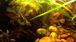 Aquarium East meets west (aufgelöst)