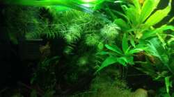 Aquarium East meets west (aufgelöst)