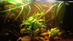 Aquarium East meets west (aufgelöst)