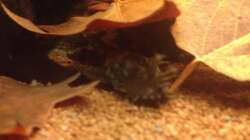 Besatz im Aquarium East meets west (aufgelöst)