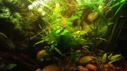 Aquarium East meets west (aufgelöst)