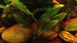 Pflanzen im Aquarium East meets west (aufgelöst)