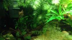 Aquarium East meets west (aufgelöst)