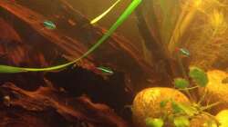 Besatz im Aquarium East meets west (aufgelöst)