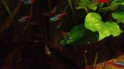 Besatz im Aquarium East meets west (aufgelöst)