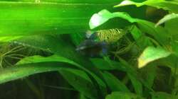 Besatz im Aquarium East meets west (aufgelöst)