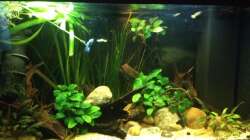 250815 nach Ausmisten der kaputten Pflanzen