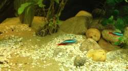 Dekoration im Aquarium East meets west (aufgelöst)