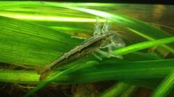 Ach du Schreck! Woher kommt die den???