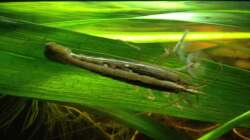 Besatz im Aquarium East meets west (aufgelöst)