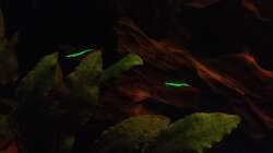 Besatz im Aquarium East meets west (aufgelöst)