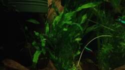 Pflanzen im Aquarium East meets west (aufgelöst)