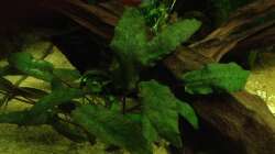 Pflanzen im Aquarium East meets west (aufgelöst)