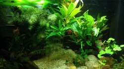 Aquarium East meets west (aufgelöst)