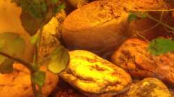 Dekoration im Aquarium East meets west (aufgelöst)