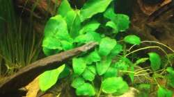 Pflanzen im Aquarium East meets west (aufgelöst)