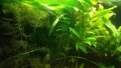 Aquarium East meets west (aufgelöst)