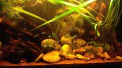 Aquarium East meets west (aufgelöst)