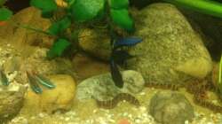 Dekoration im Aquarium East meets west (aufgelöst)