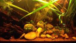 Aquarium East meets west (aufgelöst)