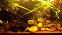 Aquarium East meets west (aufgelöst)