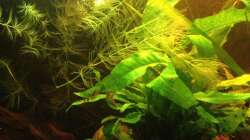 Aquarium East meets west (aufgelöst)