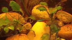 Dieses traurige Etwas stammt aus dem Malawibecken