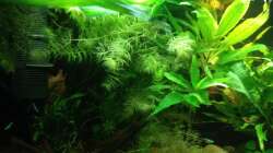 Aquarium East meets west (aufgelöst)