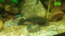 Besatz im Aquarium East meets west (aufgelöst)