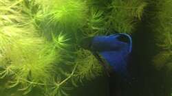 Besatz im Aquarium East meets west (aufgelöst)