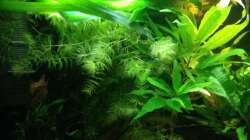 Aquarium East meets west (aufgelöst)