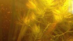 Pflanzen im Aquarium East meets west (aufgelöst)