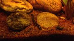 Besatz im Aquarium East meets west (aufgelöst)