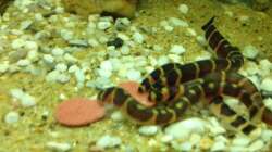 Besatz im Aquarium East meets west (aufgelöst)