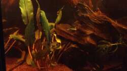 Pflanzen im Aquarium East meets west (aufgelöst)