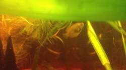 Besatz im Aquarium East meets west (aufgelöst)