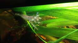 Besatz im Aquarium East meets west (aufgelöst)