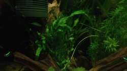 Pflanzen im Aquarium East meets west (aufgelöst)
