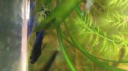 Besatz im Aquarium East meets west (aufgelöst)